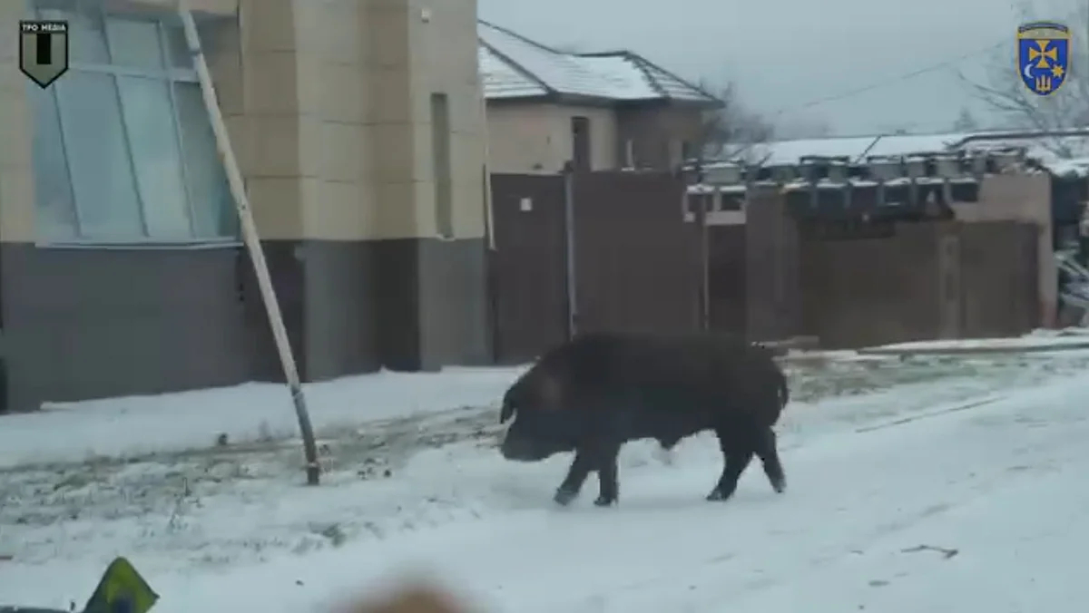 Домашний скот на улице Суджи. Фото: скриншот из видео / ТРО Медіа