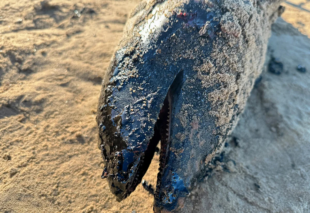 A dead dolphin washes up on the beach following the Volgoneft oil spill. Photo: IMAGO / SNA / Vitaly Timkiv / Scanpix