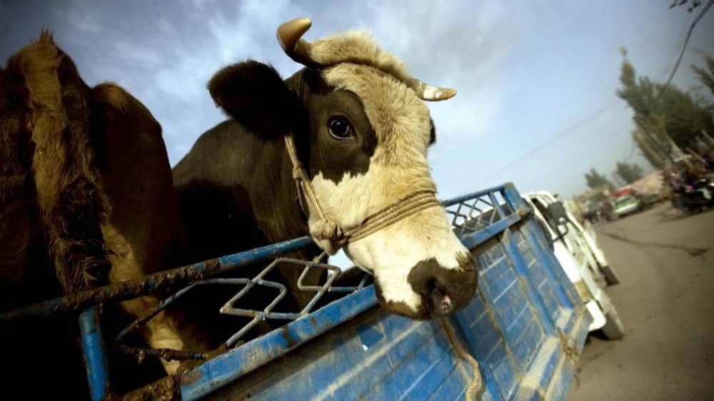 В Китае на границе с Россией зафиксировали вспышку ящура нового штамма