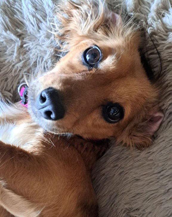 Такса Ариша. Фото предоставлено Центром обращения с животными